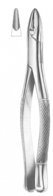  W1-WINTER upper centrals and canines 